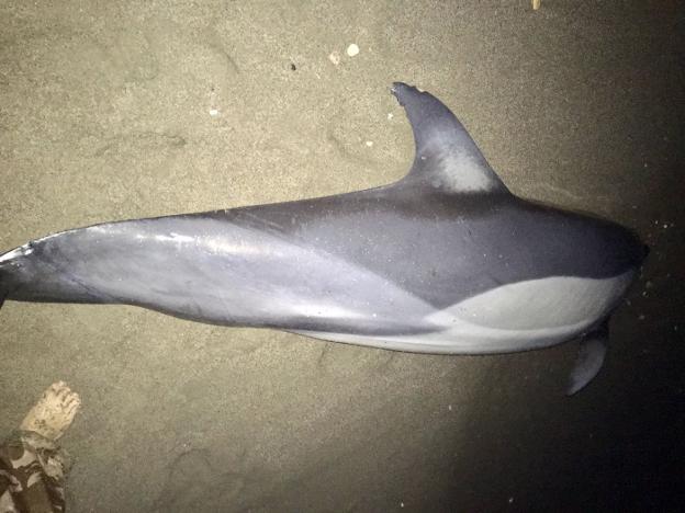 Aparece un nuevo delfín muerto en Almería con marcas de redes de pesca