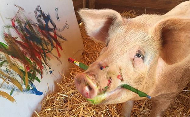 Pigcasso, la cerda que pinta cuadros y los vende 1.000 euros