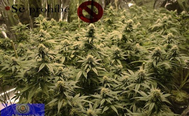 Van a sofocar un incendio y hallan una plantación de marihuana en Los Molinos