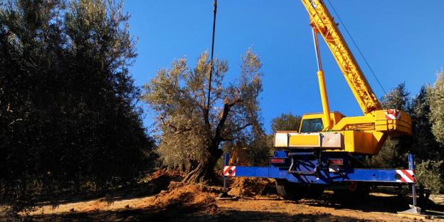 El duque de Wellington salva los olivos milenarios de Íllora