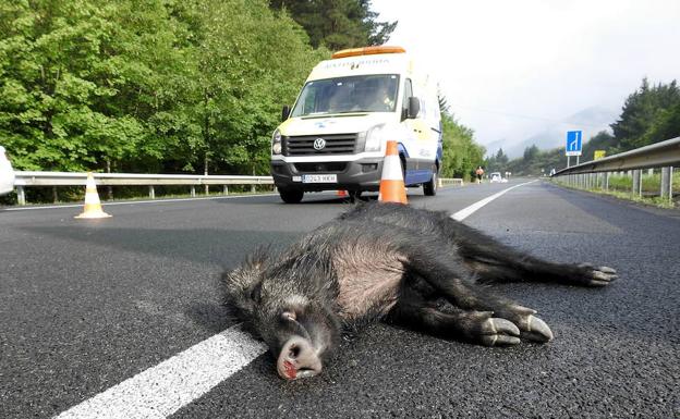 Peligro: animales sueltos