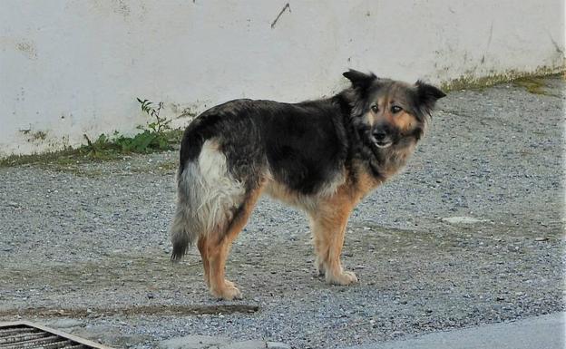 La emotiva historia de una perra que lleva 10 días en la puerta de un cementerio del Valle de Lecrín