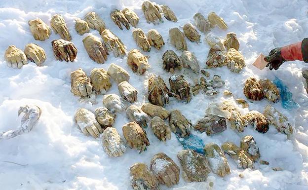 Aparecen unas misteriosas bolsas con 26 pares de manos
