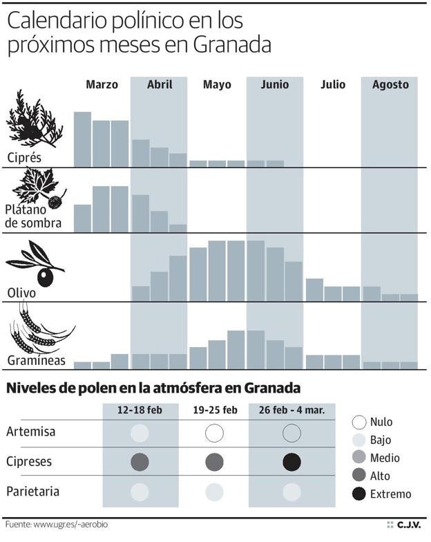 El polen del ciprés llega ya a nivel extremo en Granada y las lluvias auguran una primavera muy dura