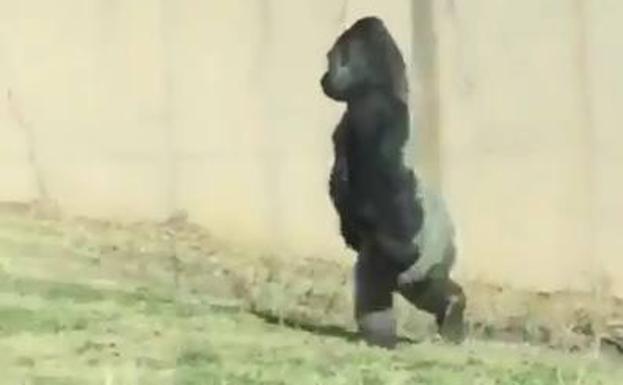 El sorprendente vídeo de un gorila evolucionando: anda sobre dos patas