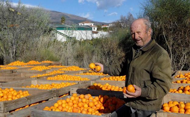El Valle se prepara para celebrar este fin de semana la XVIII Feria de la Naranja