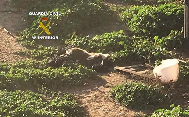 Hallan a cuatro perros a punto de morir en una finca de Castellar