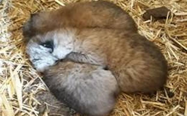 Detectan las primeras camadas de lince ibérico nacidas en libertad en Jaén y Doñana