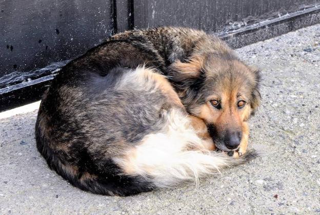 La nueva vida de Linda, la perra que no se despegó durante 10 días del cementerio de Albuñuelas