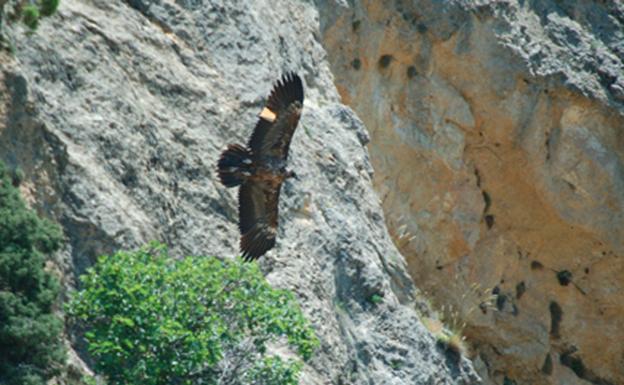 Nace un nuevo pollo de quebrantahuesos en Cazorla