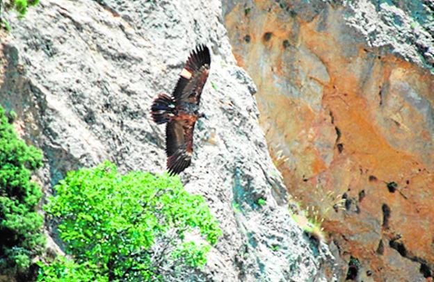 Un nuevo quebrantahuesos nace en libertad en la provincia
