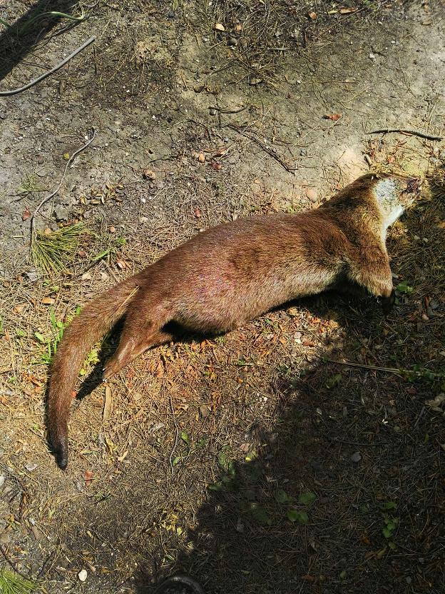 Muere otra nutria atropellada en la presa del Cubillas