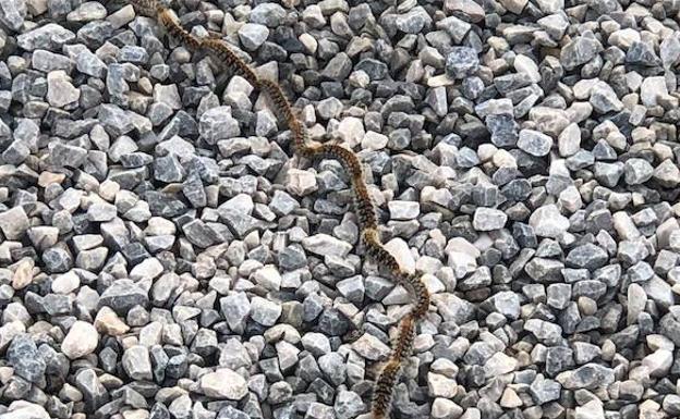 Cierran un parque de perros en Granada para actuar contra la procesionaria