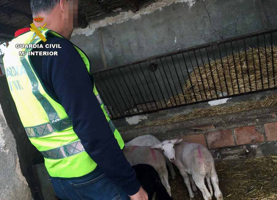Detenido un experto delincuente que actuaba en explotaciones ganaderas de Almería y Murcia