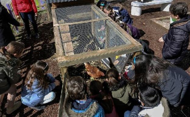 El 'invento' que revoluciona la educación española: un gallinero en el colegio