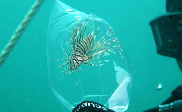 Alertan contra el animal que amenaza con invadir el Mediterráneo