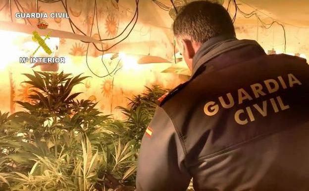 Desmantelan cuatro viviendas de Pozo Alcón donde se cultivaba marihuana