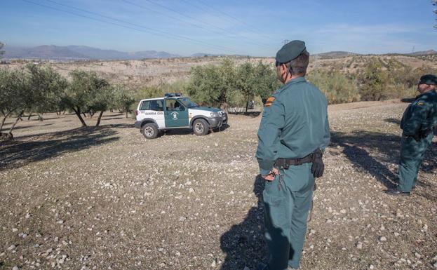 Cuatro nuevos equipos especiales vigilarán los robos en el olivar