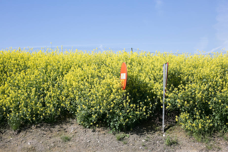 Los jaramagos, las plantas que inundan Granada