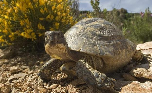 ADIF reduce en 150 hectáreas las expropiaciones por la tortuga mora