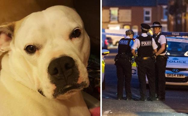 Trepan hasta su balcón con cuchillos, cogen a su perro por las patas, lo tiran a la calle y le pegan hasta matarlo