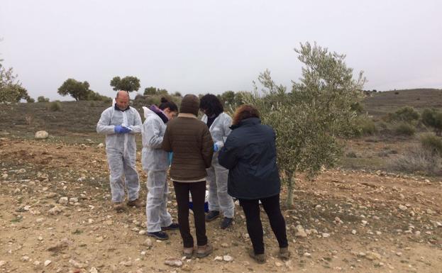 La Junta declara oficialmente la cuarentena en Andalucía por la Xylella fastidiosa