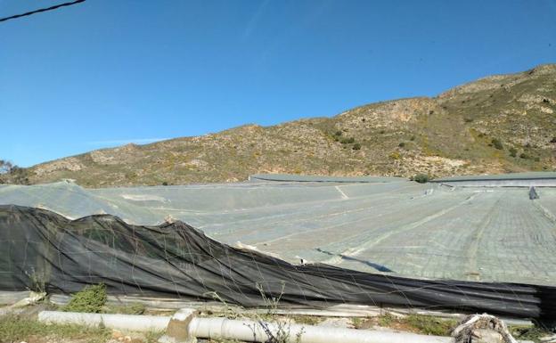 Cajamar lanza una línea de ayudas ante la granizada de ayer