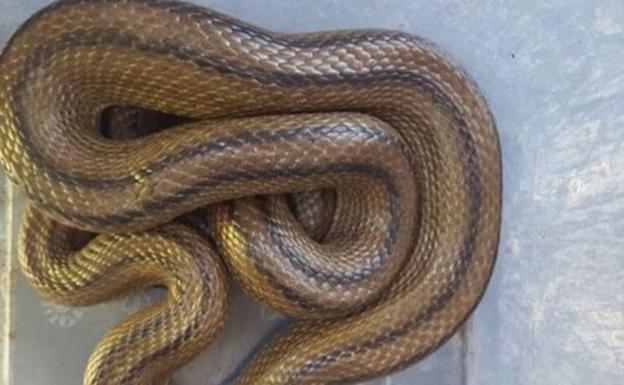 Va a abrir su horno y se encuentra esta serpiente