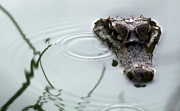 Los grandes depredadores recolonizan sus antiguos hábitats