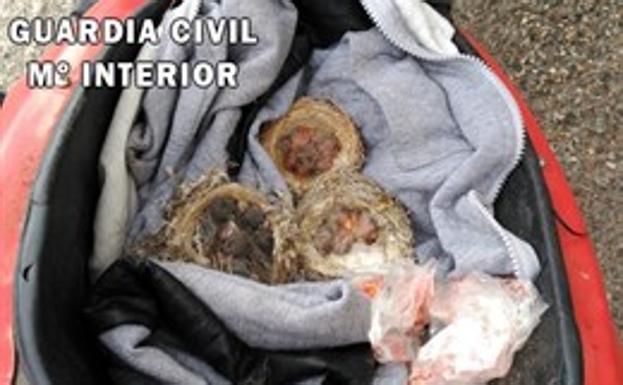 Intervenidas 13 crías de fringílidas en sus nidos en la A-1100 en Tabernas