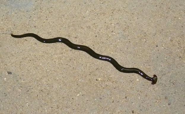 La verdad tras la invasión de gusanos gigantes