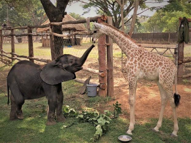 La conmovedora historia de la elefanta y la jirafa huérfanas que crecen como hermanas