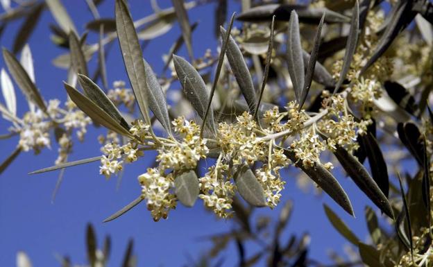 Más precipitaciones en Jaén en los próximos días para bajar el polen tras hacerlo este fin de semana