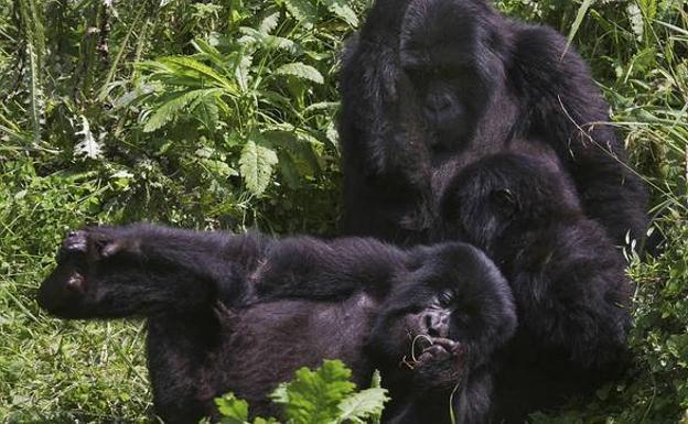 La próspera evolución de los gorilas de montaña