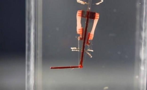 Los cyborgs ya están aquí: logran implantar tejido muscular vivo en robots