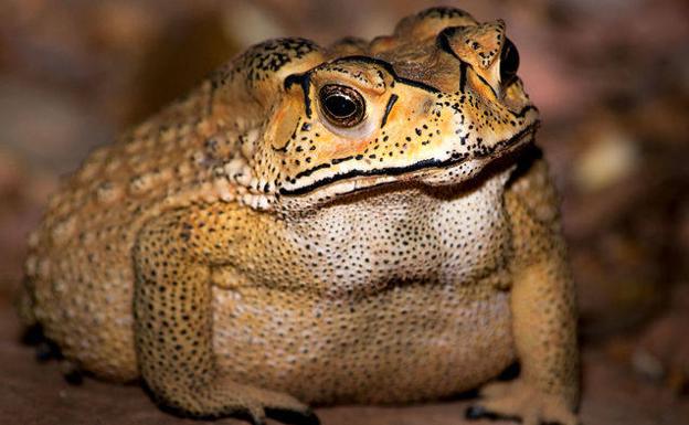 El tentador pero letal sapo que condena a Madagascar