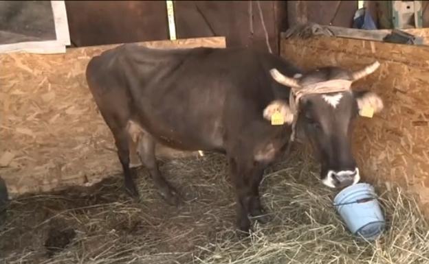De Bulgaria a Serbia: la vaca por la que se movilizó hasta Paul McCartney salva la vida