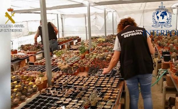 Descubren en Almería 3.800 cactus protegidos en una redada contra el tráfico de especies