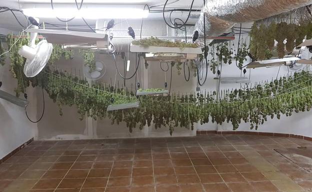 Una plantación 'activa' de marihuana, desde dentro