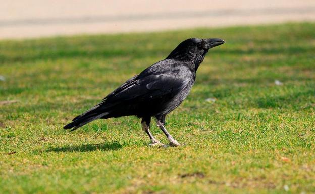 Los cuervos exhiben unos inauditos patrones de memoria