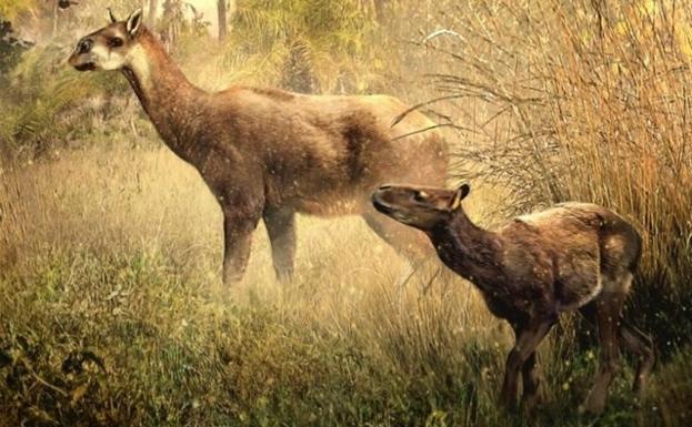 Encuentran dos nuevas especies extintas y desconocidas en Bolivia