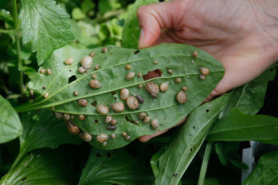 El nuevo 'caviar' blanco se produce en Cenes de la Vega