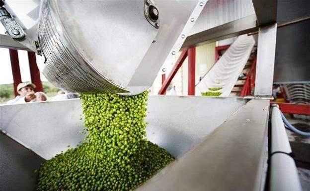 Así ha terminado la campaña de aceite de oliva en España