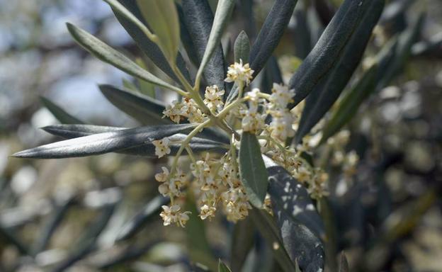 La temporada de polinización en Jaén concluye con una cifra máxima tres veces inferior a 2017