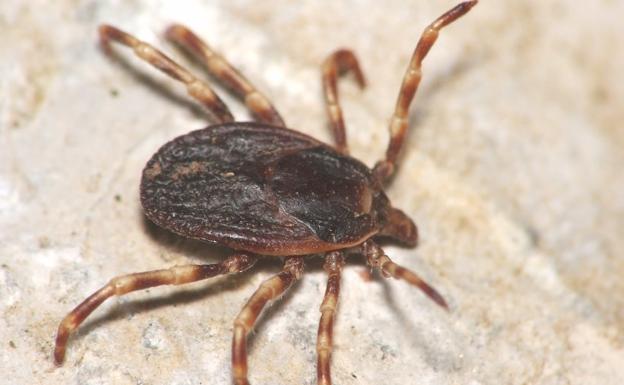 Distinguen un trabajo de la UGR contra las garrapatas