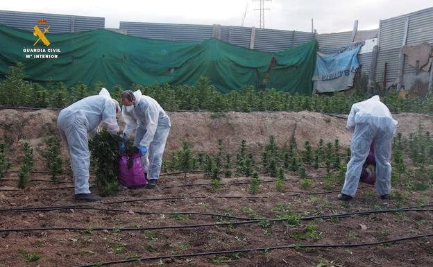La Guardia Civil interviene 21.000 plantas de marihuana durante el mes de junio en la provincia de Granada