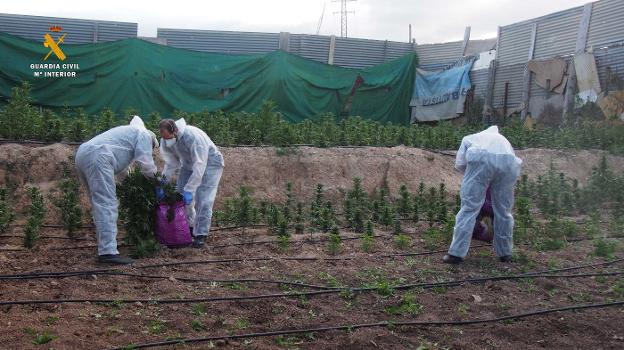 La Guardia Civil cortó en junio el doble plantas de 'maría' que en mayo