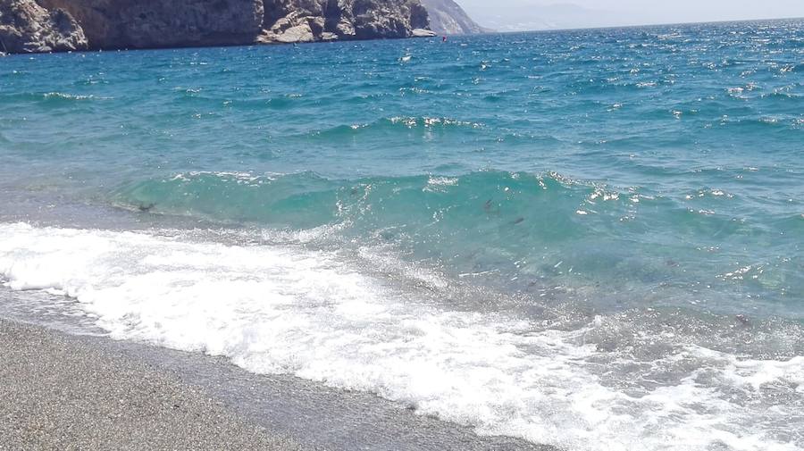 Plaga de medusas en la misma orilla de Calahonda