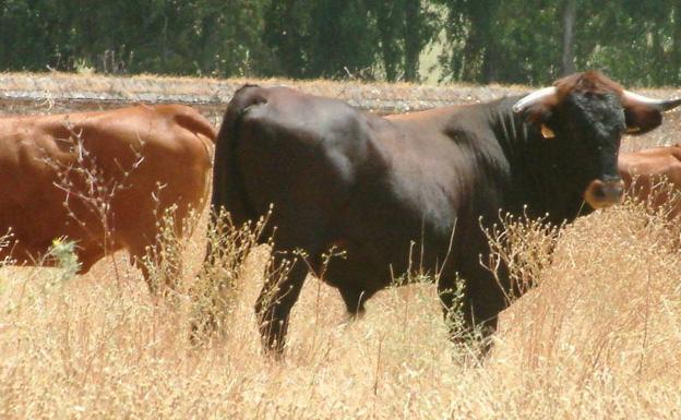 Impulsan la promoción de la vaca pajuna, una raza andaluza en peligro de extinción