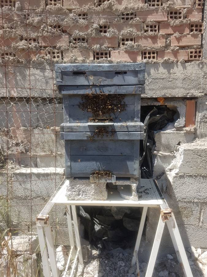Así es el mayor enjambre de abejas retirado en Granada